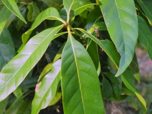 Lithocarpus brevicaudatus