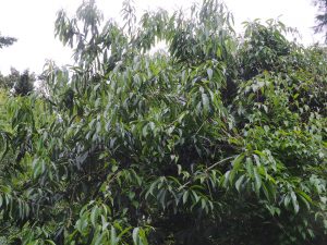 Lithocarpus kawakamii