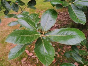 Quercus candicans