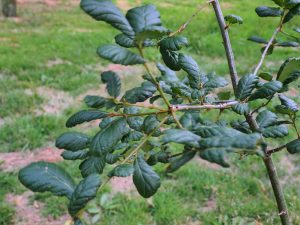 Quercus fulva