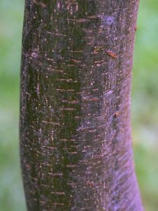 Quercus longinux