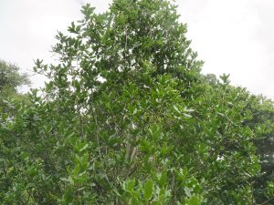 Quercus rehderiana