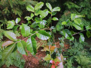 Quercus semiserrata