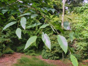 Quercus utilis