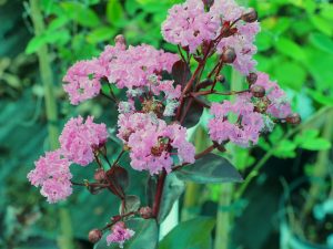 Lagerstroemia indica ‘Rhapsody in Pink’