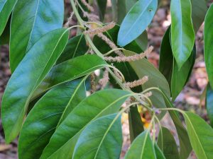 male lithocarpus catkins