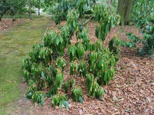 dead rhododendrons