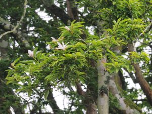 Magnolia salicifolias