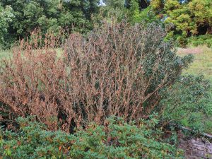 Fuchsia exorticatica