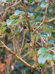 Fuchsia exorticatica