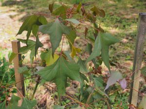 Brachychiton populneus