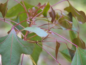 Brachychiton populneus