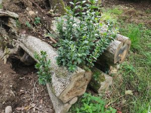 Ligustrum confusum