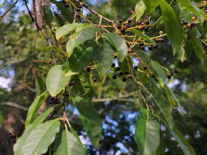 Prunus pilosiuscula