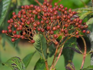 Sorbus wilsoniana