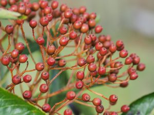 Sorbus wilsoniana