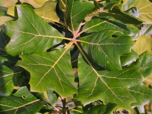 Quercus x bushii ‘Seattle Trident’