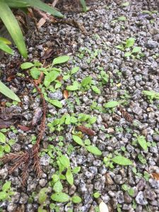 Echium seedlings