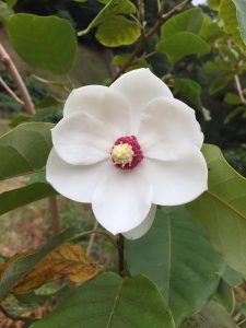 Magnolia sieboldii ‘Michiko Range’