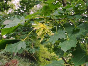seeds on Acer platanoides