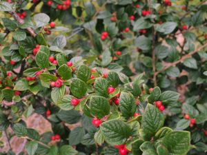Cotoneaster hualiensis
