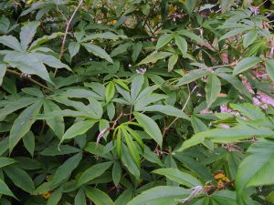 Rubus lineatus