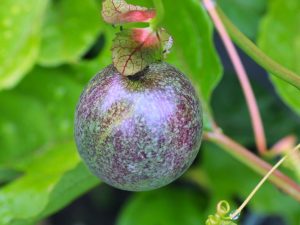 Passiflora edulis fruits