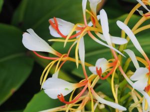 Hedychium coronarium