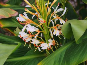 Hedychium coronarium