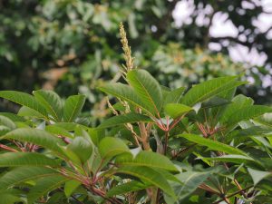 Schefflera aff. mynocarpa