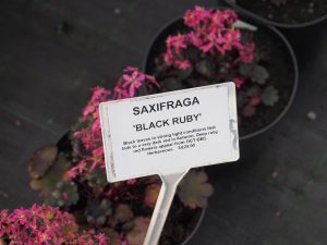 Saxifraga ‘Black Ruby’