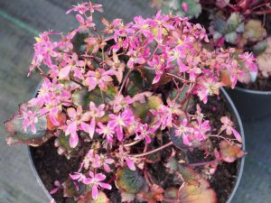 Saxifraga ‘Black Ruby’