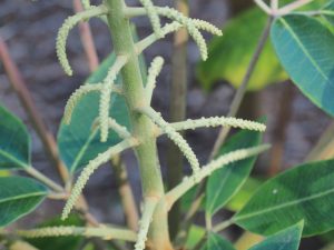 Schefflera delavayi