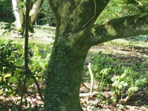 euonymus species