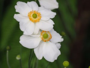 Anemone x hybrida ‘Honorine Jobert’