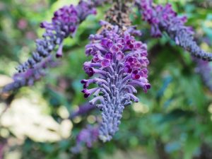 Buddleia lindleyana