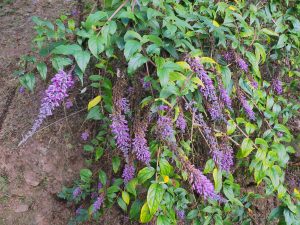 Buddleia lindleyana