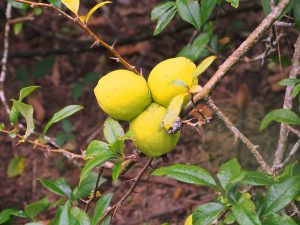 quince fruits