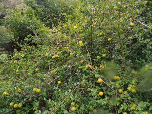 quince fruits