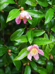 Camellia sasanqua