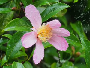 Camellia sasanqua