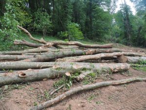 tree felling in Dry Walls