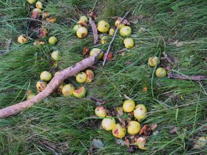 crab apple tree