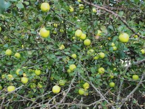 crab apple tree