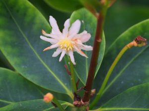 Illicium philippinense