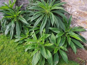 Echium pininana seedlings