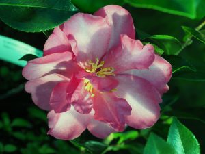 Camellia ‘Dazzler’