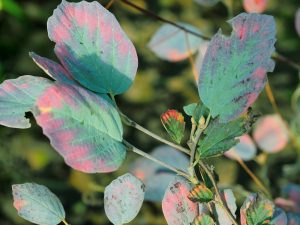 Fothergilla ‘Blue Shadow’