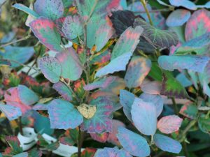 Fothergilla ‘Blue Shadow’