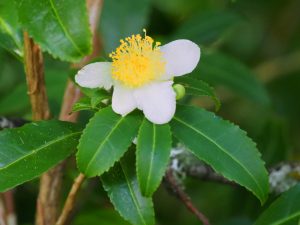 Camellia sinensis (the tea tree)